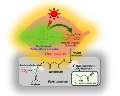 Success in synthesizing biodegradable plastic materials using sunlight and CO2