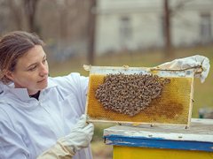 A robotic beehive to prevent honeybees from dying due to &#039;chill coma&#039;