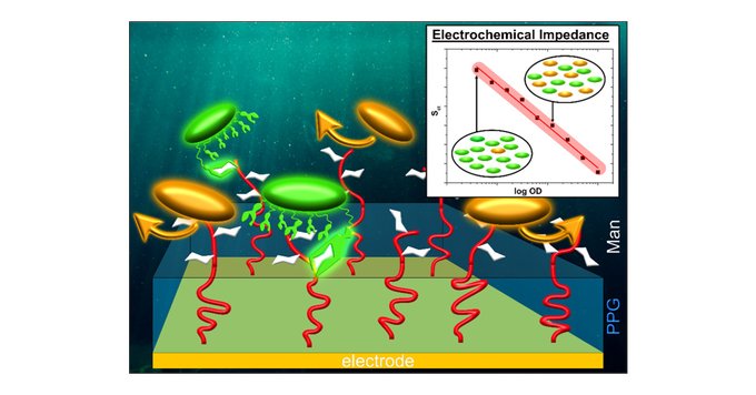 Researchers develop electrochemical sensor that detects dangerous bacteria and determines their concentrations