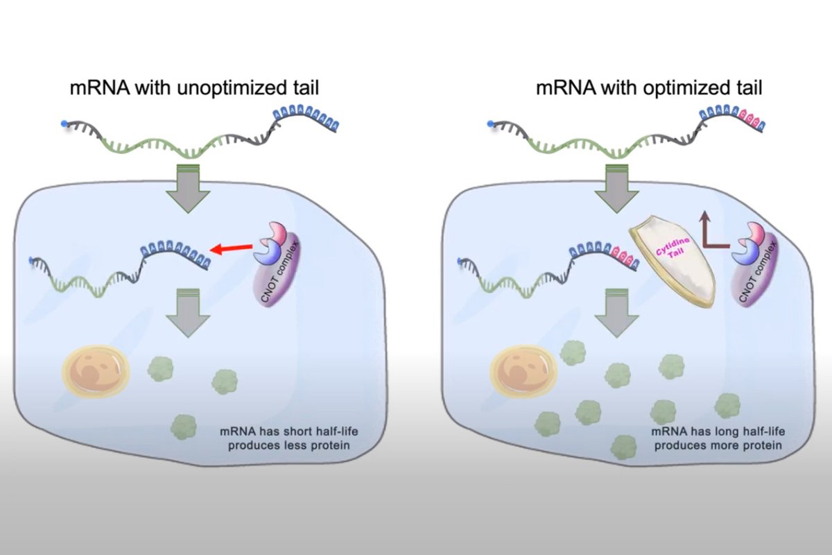 New way to synthesize mRNAs could enhance effectiveness of mRNA drugs and vaccines