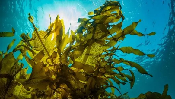“Super Seaweed” Produces Natural Health Compounds and Medicine from the Sea