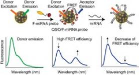 Engineering DNA-Grafted Quatsomes as Stable Nucleic Acid-Responsive Fluorescent Nanovesicles